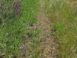 Flora del Cerro Masatrigo